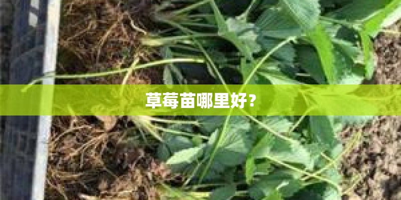 草莓苗哪里好？