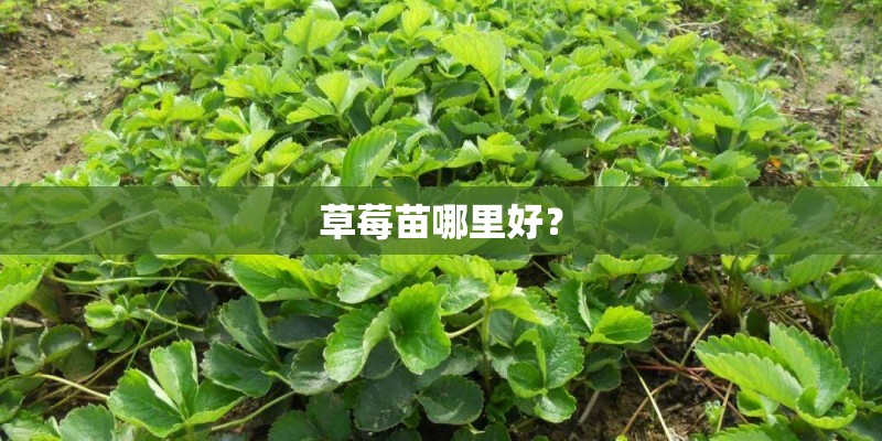 草莓苗哪里好？