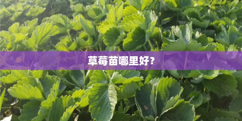 草莓苗哪里好？