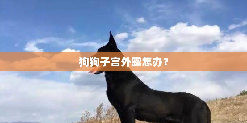 狗狗子宫外露怎办？