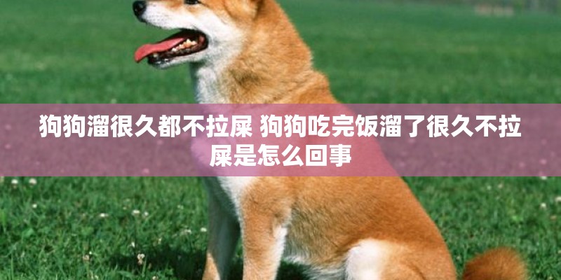 狗狗溜很久都不拉屎 狗狗吃完饭溜了很久不拉屎是怎么回事