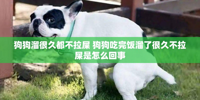 狗狗溜很久都不拉屎 狗狗吃完饭溜了很久不拉屎是怎么回事
