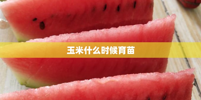 玉米什么时候育苗