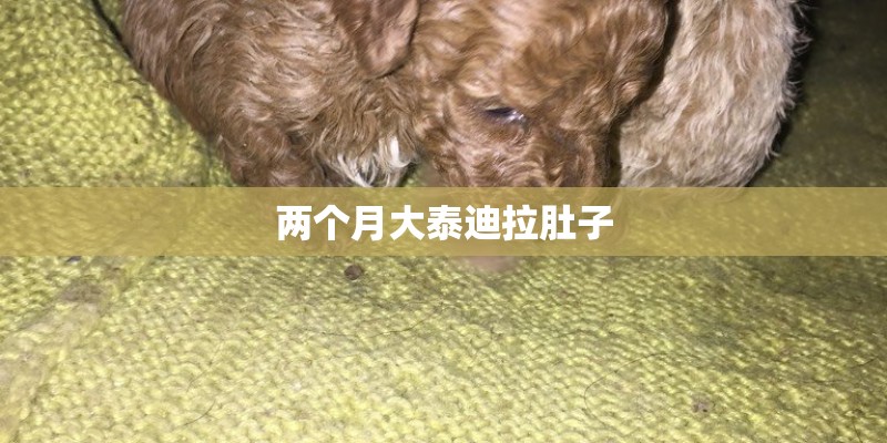 两个月大泰迪拉肚子
