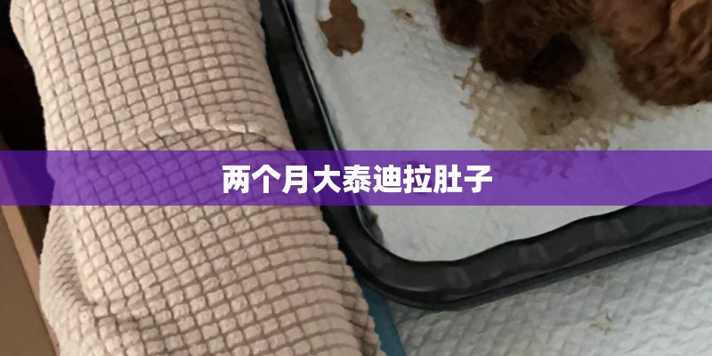 两个月大泰迪拉肚子