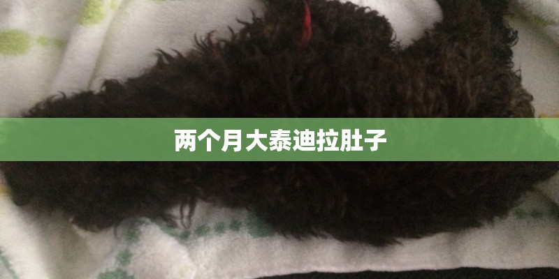 两个月大泰迪拉肚子