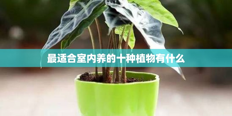 最适合室内养的十种植物有什么