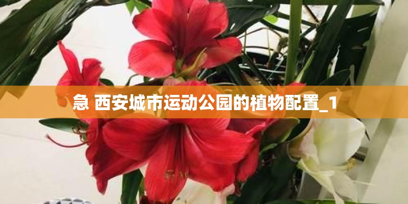 急 西安城市运动公园的植物配置_1