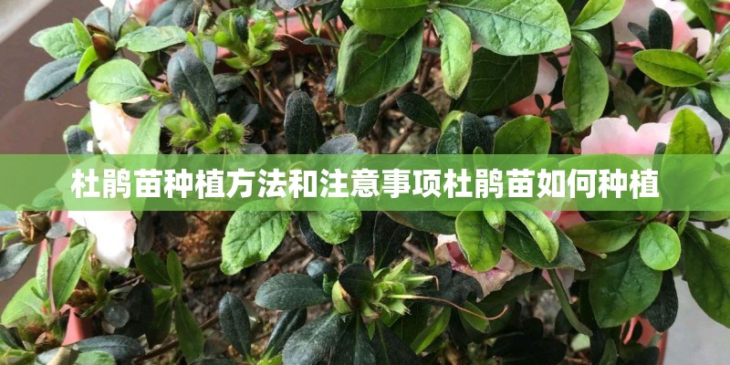 杜鹃苗种植方法和注意事项杜鹃苗如何种植