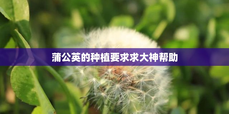 蒲公英的种植要求求大神帮助