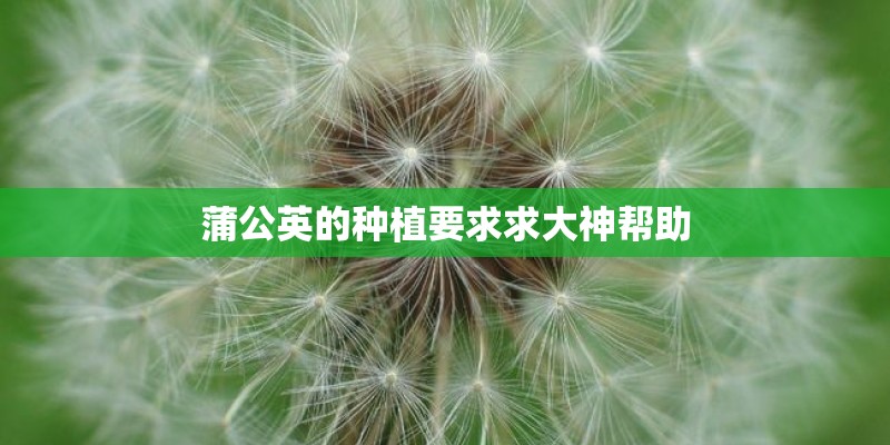 蒲公英的种植要求求大神帮助