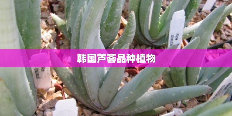 韩国芦荟品种植物 韩国芦荟品种植物