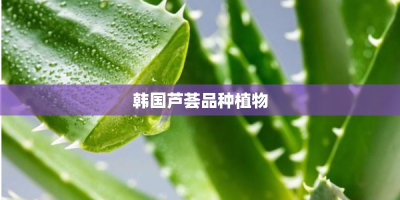 韩国芦荟品种植物 韩国芦荟品种植物
