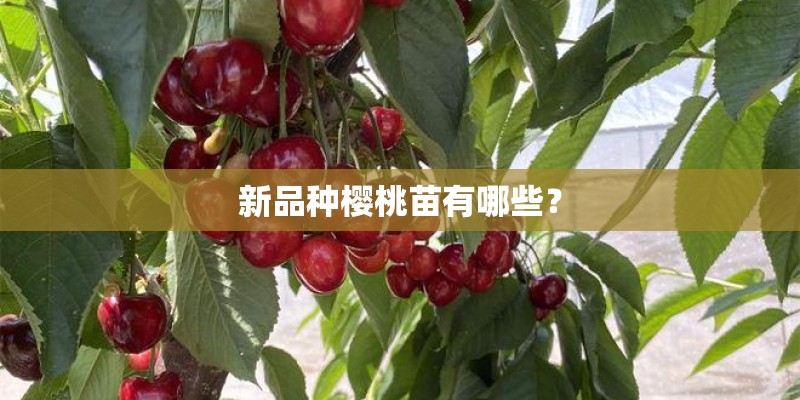 新品种樱桃苗有哪些? 新品种樱桃苗有哪些?