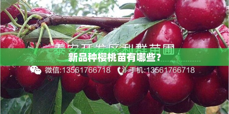 新品种樱桃苗有哪些？