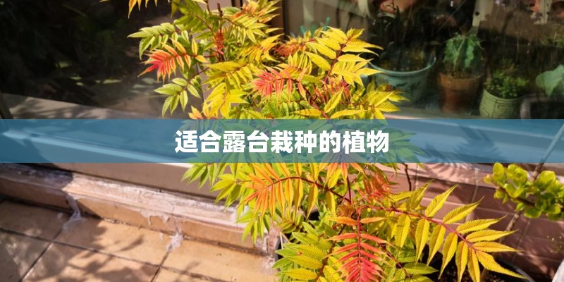 适合露台栽种的植物