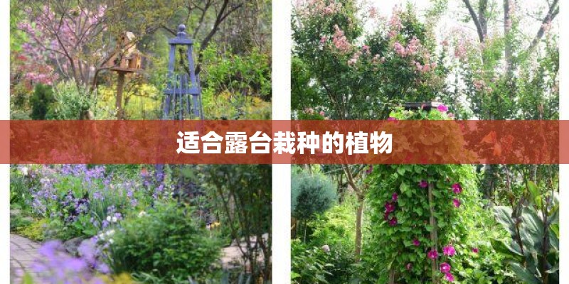 适合露台栽种的植物
