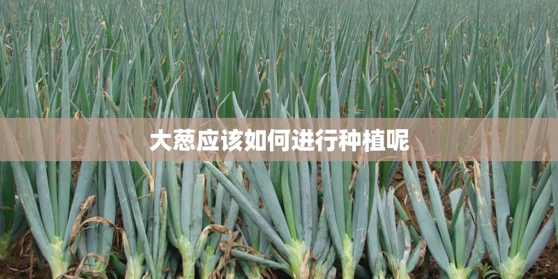 大葱应该如何进行种植呢