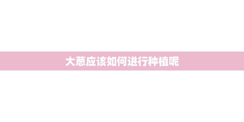 大葱应该如何进行种植呢
