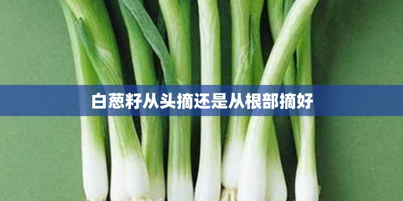 白葱籽从头摘还是从根部摘好