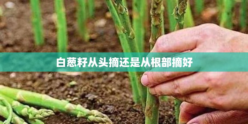 白葱籽从头摘还是从根部摘好