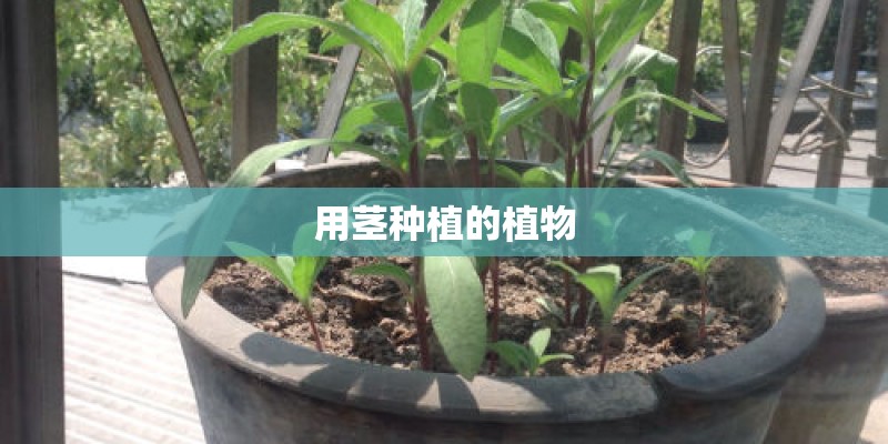 用茎种植的植物 用茎种植的植物