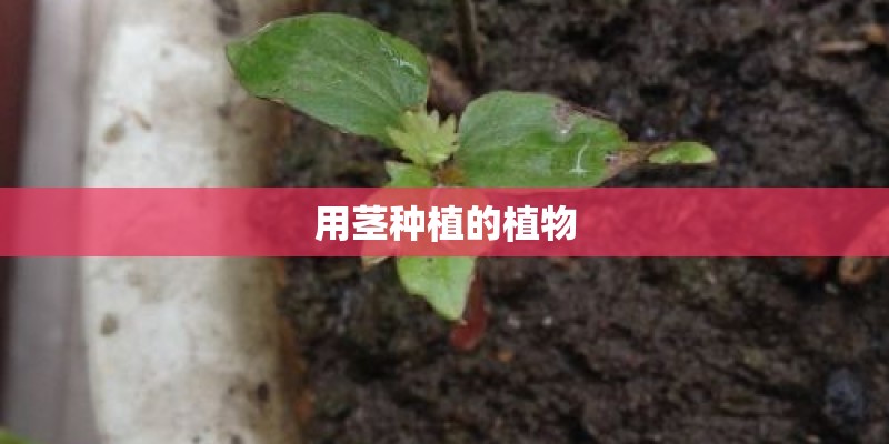 用茎种植的植物 用茎种植的植物