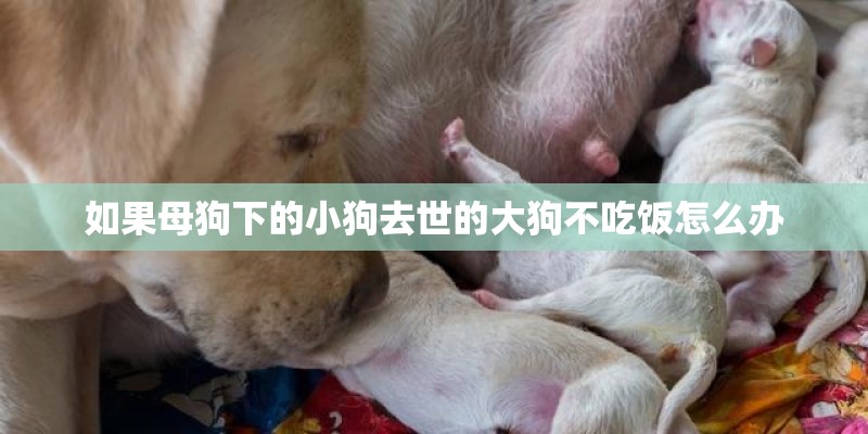 如果母狗下的小狗去世的大狗不吃饭怎么办