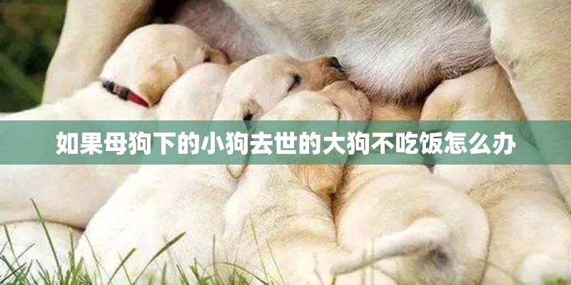 如果母狗下的小狗去世的大狗不吃饭怎么办