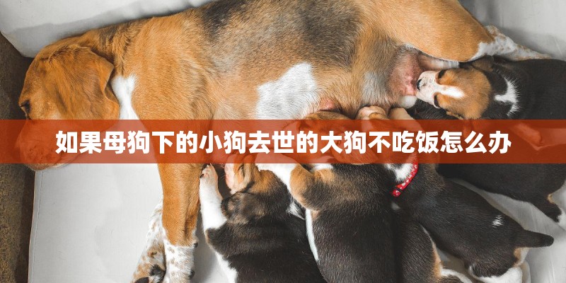 如果母狗下的小狗去世的大狗不吃饭怎么办