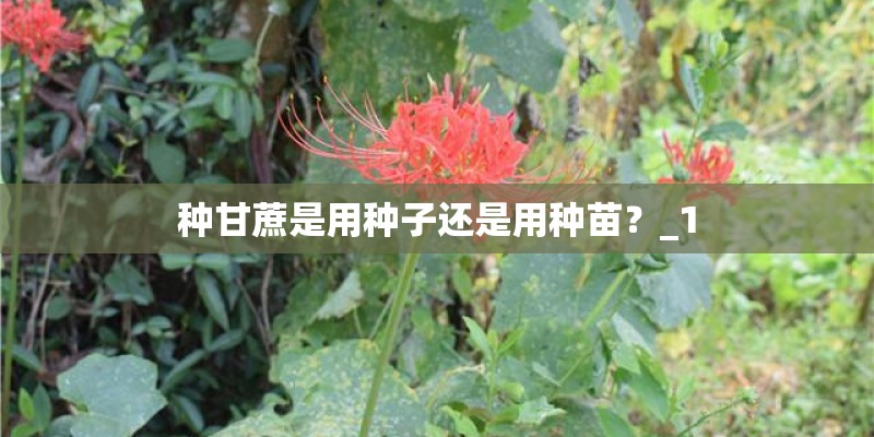 种甘蔗是用种子还是用种苗？_1