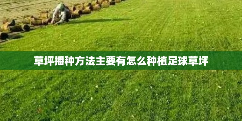 草坪播种方法主要有怎么种植足球草坪