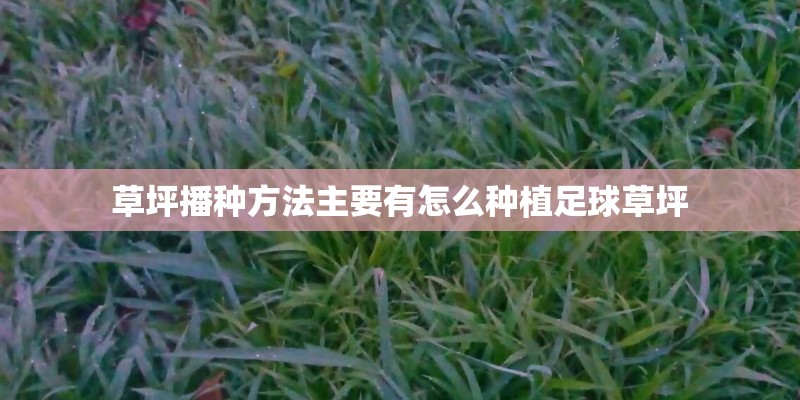 草坪播种方法主要有怎么种植足球草坪 草坪播种方法主要有怎么种植足球草坪