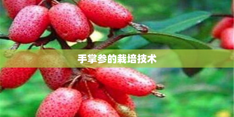 手掌参的栽培技术
