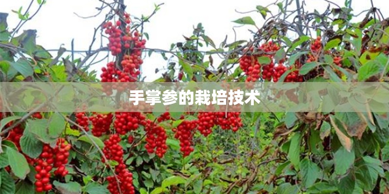 手掌参的栽培技术