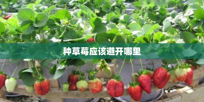 种草莓应该避开哪里