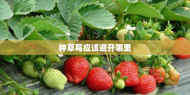 种草莓应该避开哪里