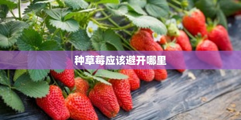 种草莓应该避开哪里