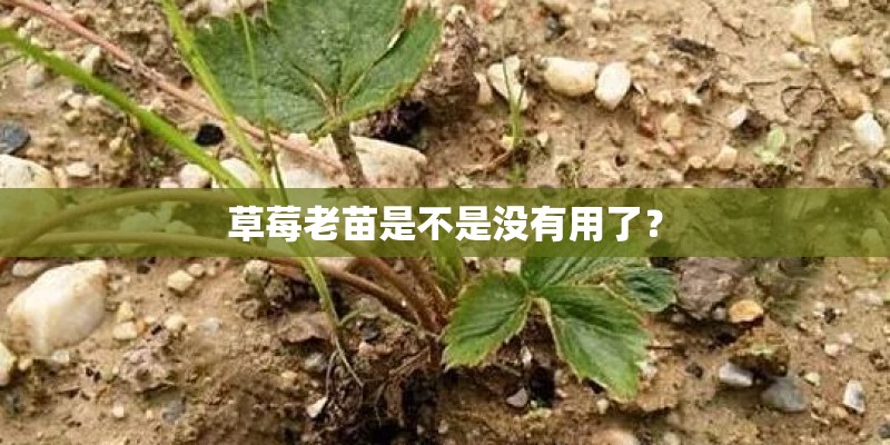 盆栽种植水果技巧可以先从这五种水果着手