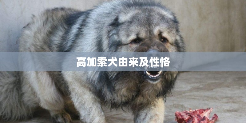 高加索犬由来及性恪