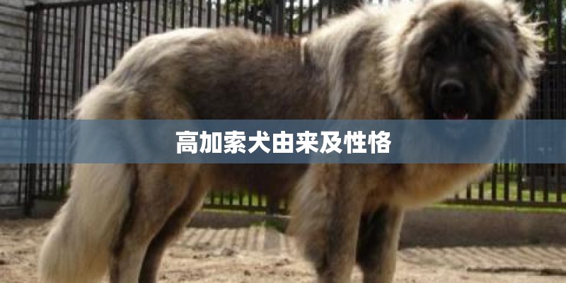 高加索犬由来及性恪