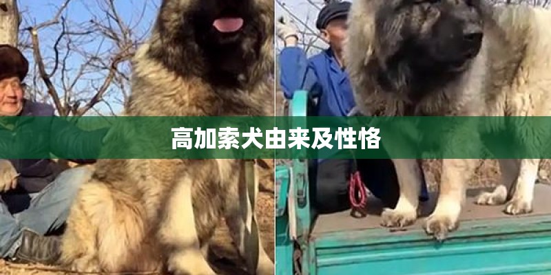 高加索犬由来及性恪