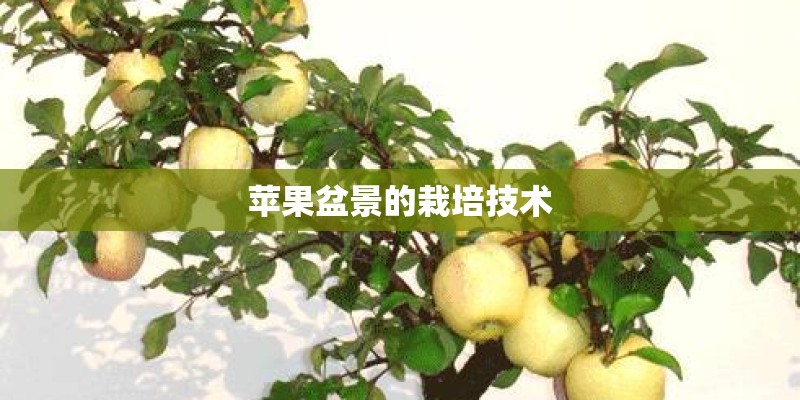 盆栽种植水果技巧可以先从这五种水果着手