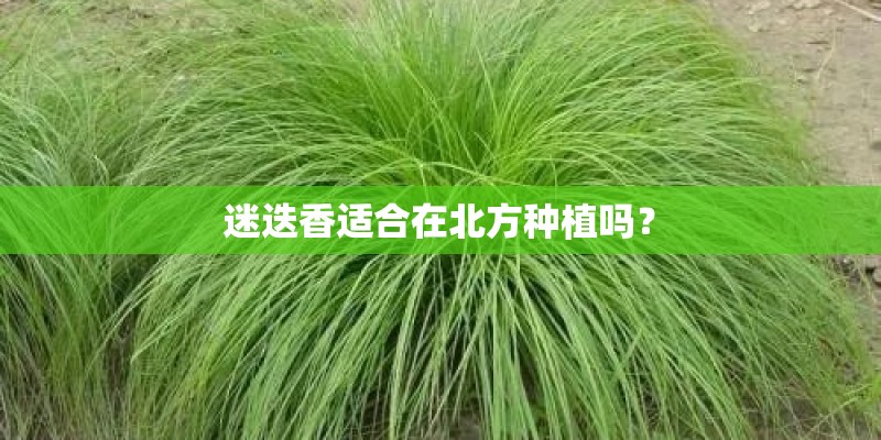 迷迭香适合在北方种植吗？