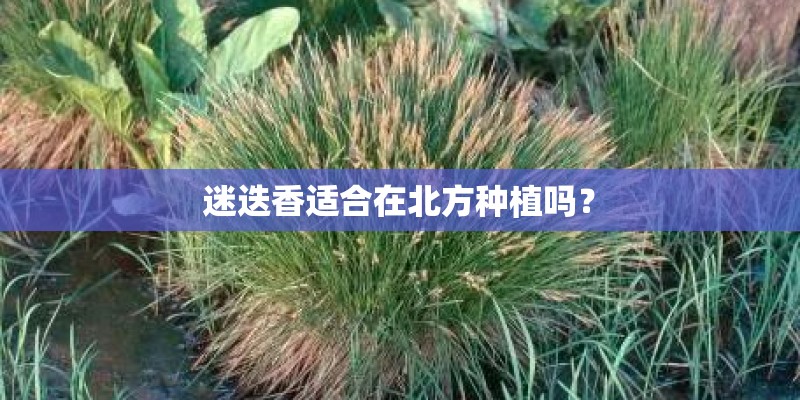 迷迭香适合在北方种植吗？