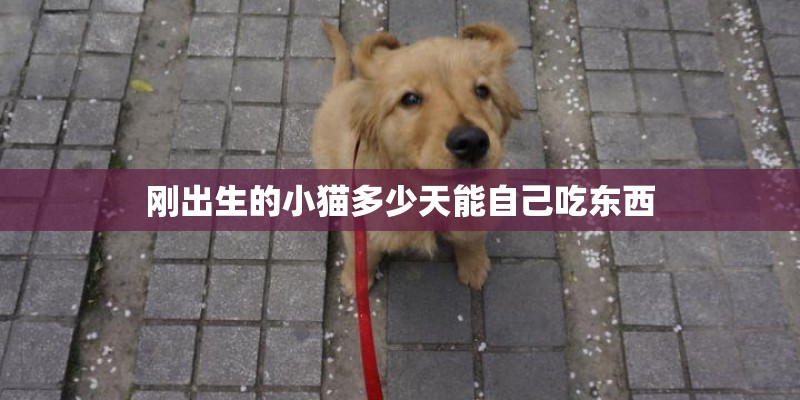 刚出生的小猫多少天能自己吃东西