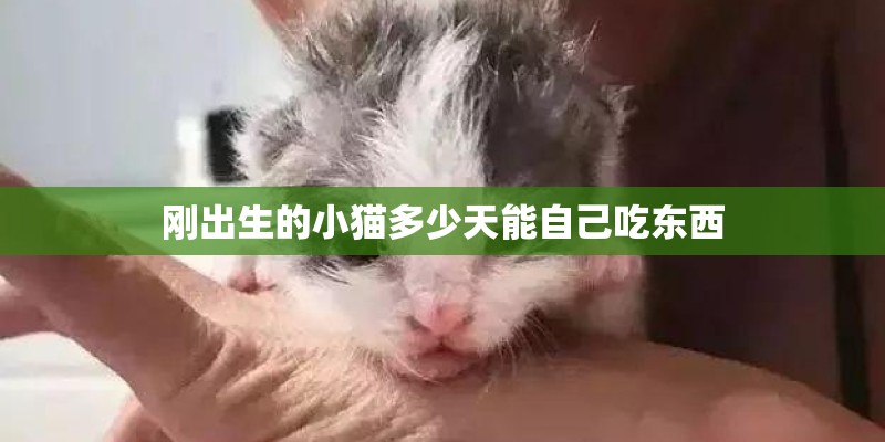 刚出生的小猫多少天能自己吃东西