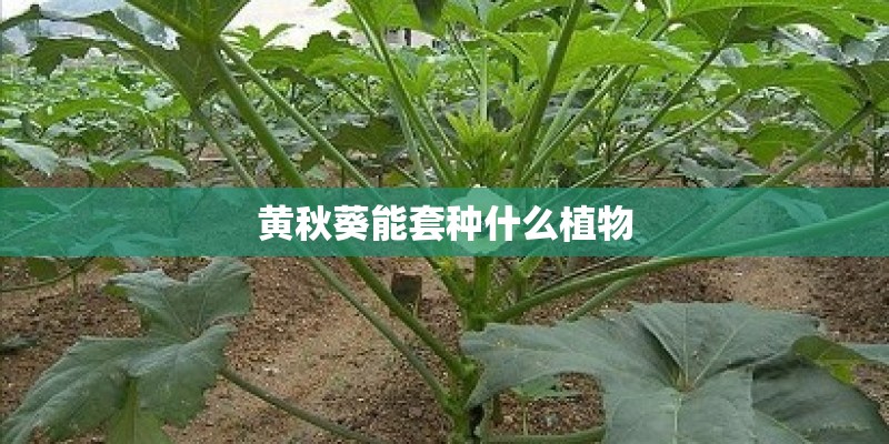 黄秋葵能套种什么植物