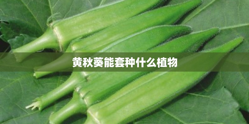 黄秋葵能套种什么植物