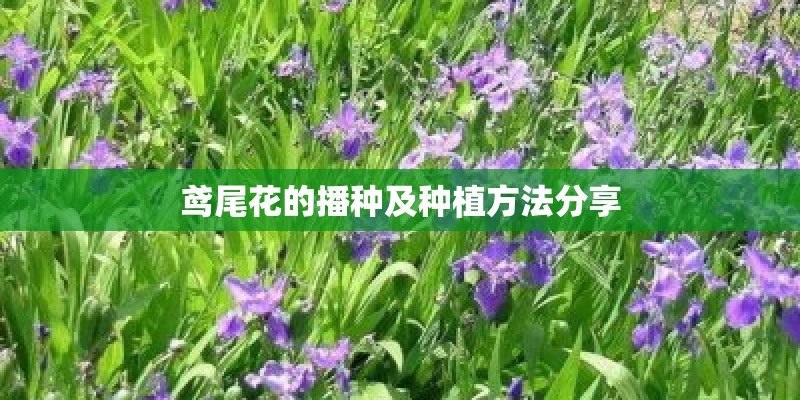鸢尾花的播种及种植方法分享 鸢尾花的播种及种植方法分享